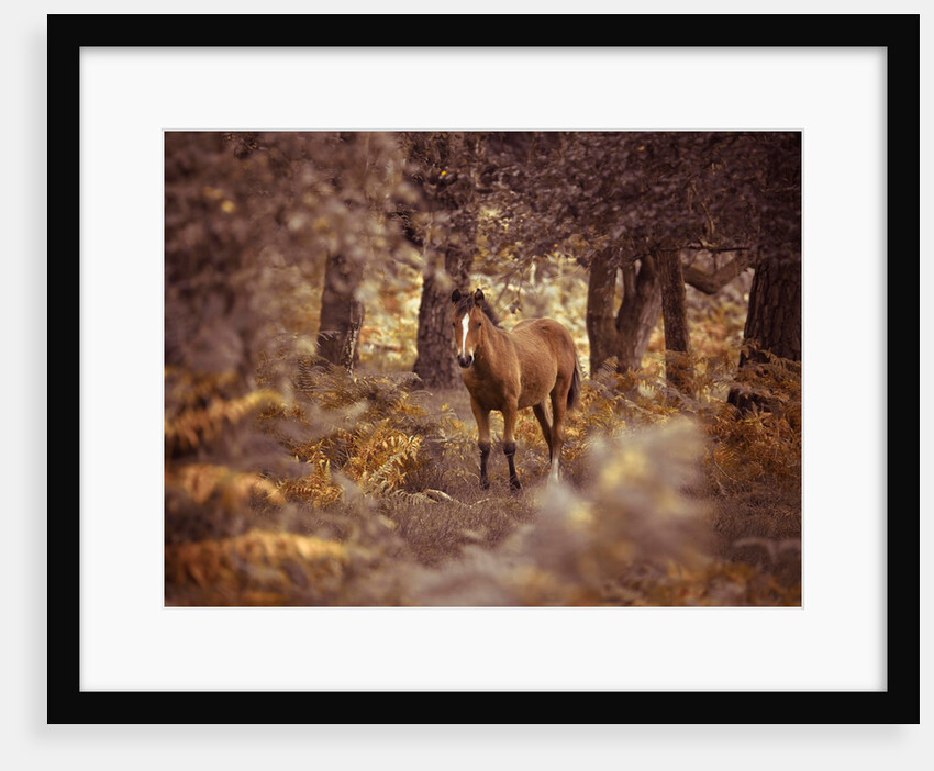 Wild Horse, New Forest by Assaf Frank